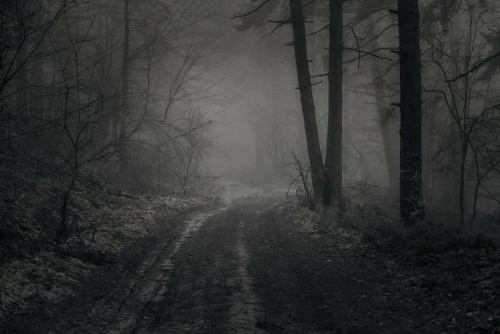 A mysterious foggy winter scene with a dirt road winding through a forest.