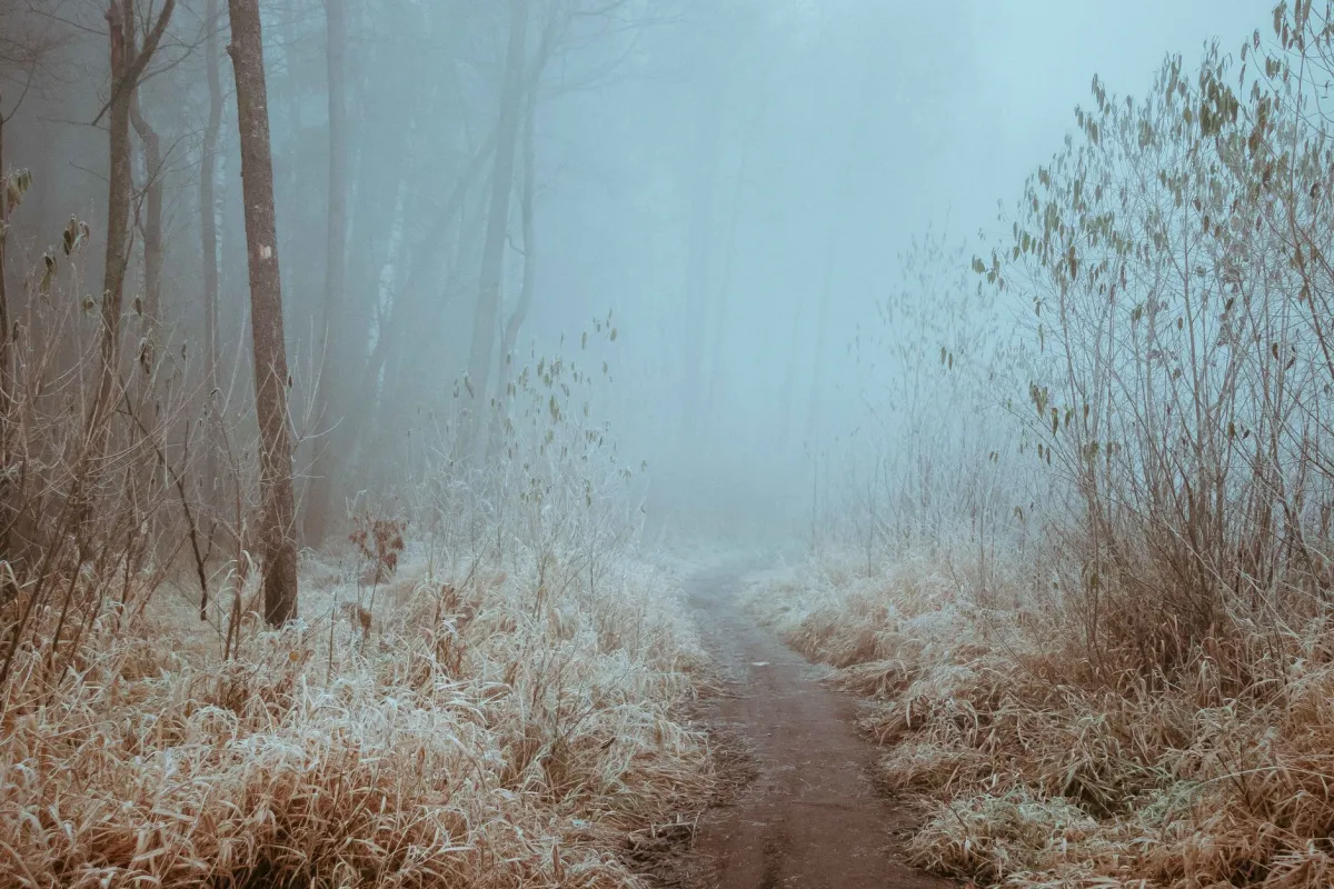 Serene dirt path through a foggy forest, surrounded by mist and bare trees.