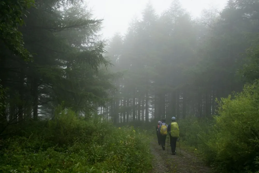 Three hikers traverse a misty forest trail, evoking adventure and tranquility.
