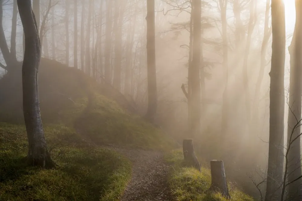 A serene forest path enveloped in morning mist with sunlight streaming through tall trees.